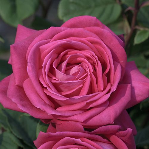 Gärtnerei - Rosa Lolita Lempicka ® Gpt. - rosa - kletterrosen - stark duftend - Alain Meilland - -